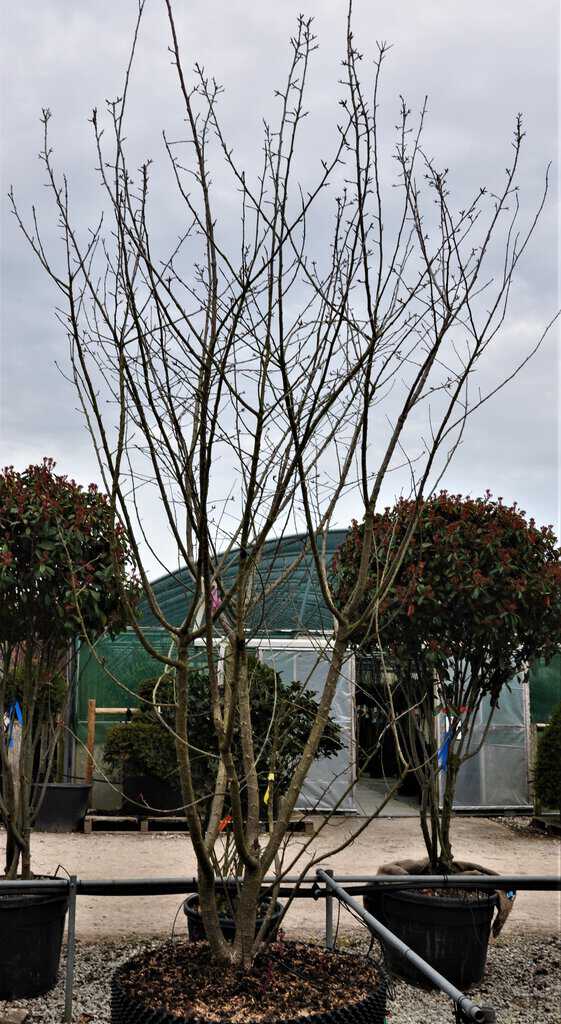 Prunus 'Shirofugen' 14-16 EHS